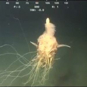 Meet your Posher, Angelina